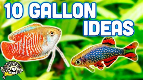 22 Best Fish For A 10 Gallon Aquarium 22 Best Fish For A 10 Gallon Aquarium
