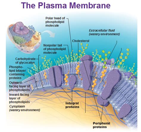 40 Label The Types Of Plasma Membrane Proteins 40 Label The Types Of Plasma Membrane Proteins