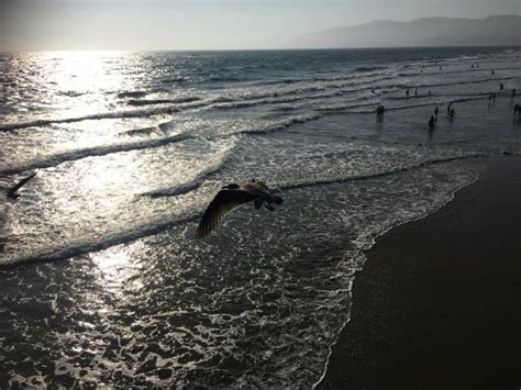 830 Santa Monica Tide Pictures Stock Photos Pictures Royalty Free 830 Santa Monica Tide Pictures Stock Photos Pictures Royalty Free