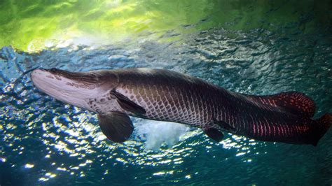 Amazon River Monster Turns Up Dead In Florida Live Science Amazon River Monster Turns Up Dead In Florida Live Science