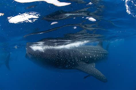 Gulf of Mexico Marine Animals