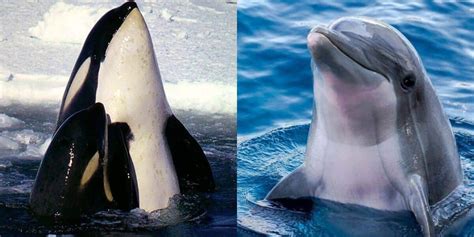 Killer Whales Related To Dolphins