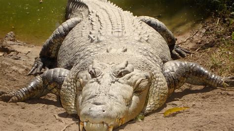 Saltwater Alligators Exist