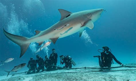 Sharks in the Caribbean