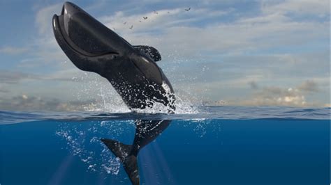 Bowhead Whale S Longevity Explained Lifespan Io Bowhead Whale S Longevity Explained Lifespan Io