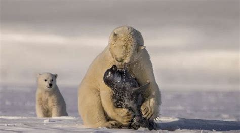 5 Ways Polar Bears Survive