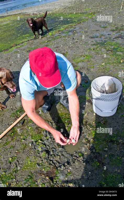 Clam Digging Washington Hi Res Stock Photography And Images Alamy Clam Digging Washington Hi Res Stock Photography And Images Alamy