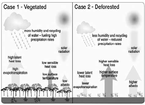 Climatic Effects Of Tropical Deforestation On Water Balance Boundary Download Scientific Diagram Climatic Effects Of Tropical Deforestation On Water Balance Boundary Download Scientific Diagram