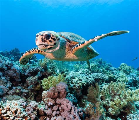 5 Ways To Save Coral Reef Sea Turtles