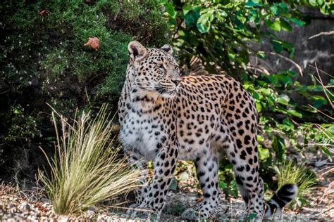 Endangered Animals in Georgia USA