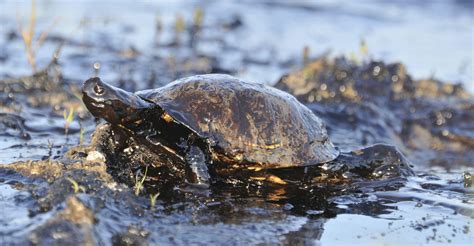 Five Years Later Gulf Coast Wildlife Still Reeling From Deepwater Five Years Later Gulf Coast Wildlife Still Reeling From Deepwater