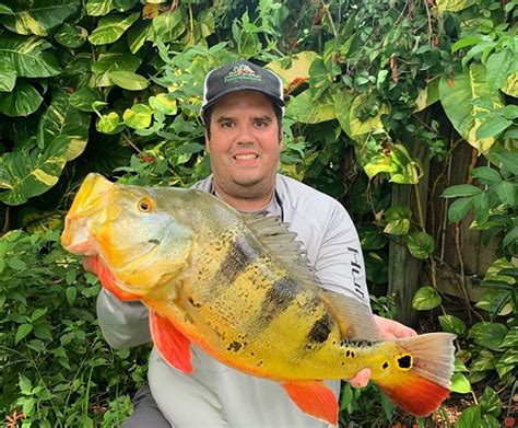 Florida Invasive Fish Species Guide Catch Florida Peacock Bass Florida Invasive Fish Species Guide Catch Florida Peacock Bass
