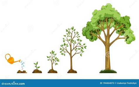 Tree Growth Stages Explained