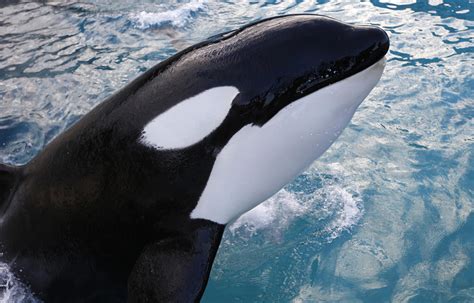 Gulf of Mexico Killer Whales Exist