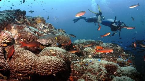 Gulf Of Mexico Marine Sanctuary Triples In Size Ocean Desk Gulf Of Mexico Marine Sanctuary Triples In Size Ocean Desk