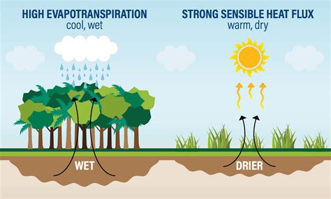 5 Ways Deforestation Impacts Water