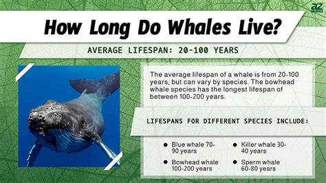 Whale Lifespan Facts