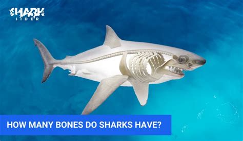 5 Shark Bone Facts