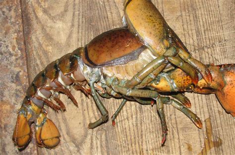 5 Lobster Molting Facts