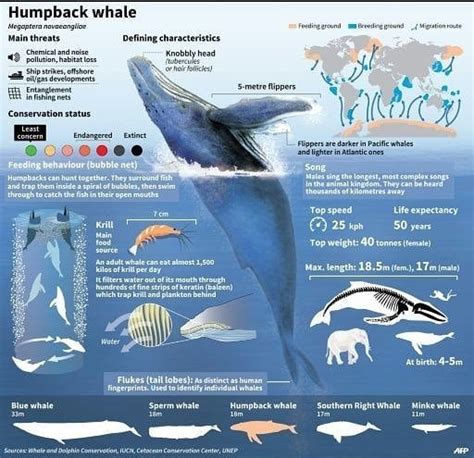Humpback Whale Fun Facts R Badassanimals Humpback Whale Fun Facts R Badassanimals