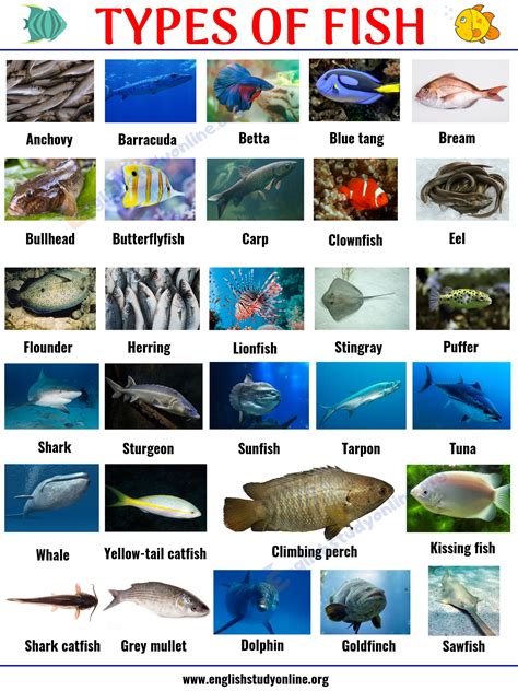 Interesting List Of 29 Types Of Fish With Pictures In English English Interesting List Of 29 Types Of Fish With Pictures In English English