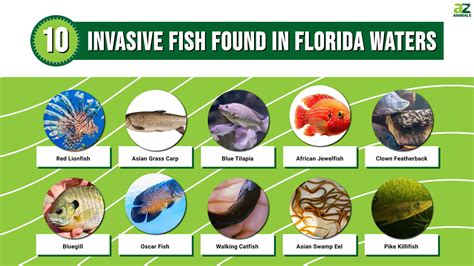 Florida Invasive Fish Species
