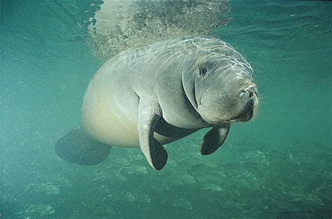 Key Biscayne Chamber Manatee Season Is Here Come Experience The Official State Marine Mammal Of Florida At Ridepadl S Virginia Key North Point Park Lagoon Instagram Key Biscayne Chamber Manatee Season Is Here Come Experience The Official State Marine Mammal Of Florida At Ridepadl S Virginia Key North Point Park Lagoon Instagram