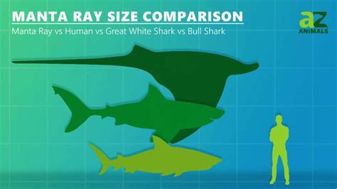5 Manta Ray Size Facts