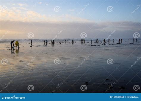 Ocean Shores Wa Usa November 24 2019 Copalis Beach People Out Ocean Shores Wa Usa November 24 2019 Copalis Beach People Out