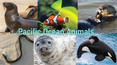 Pacific Ocean Animals For Kids Pacific Ocean Animals For Kids
