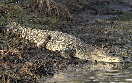 Saltwater Crocodile Facts Characteristics Habitat Study Com Saltwater Crocodile Facts Characteristics Habitat Study Com