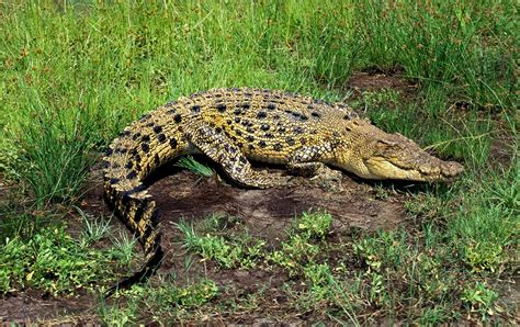 Saltwater Crocodile Habitat Saltwater Crocodile Habitat