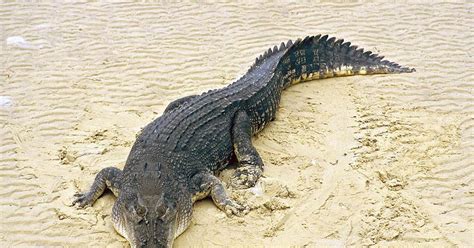 Saltwater Crocodile The Biggest Animals Kingdom Saltwater Crocodile The Biggest Animals Kingdom