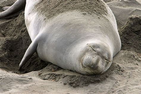 5 Animals With Blubber