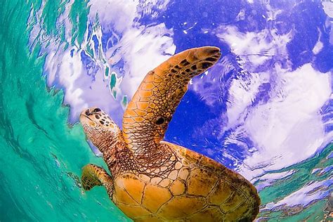 What Animals Live In The Pacific Ocean Worldatlas Com What Animals Live In The Pacific Ocean Worldatlas Com