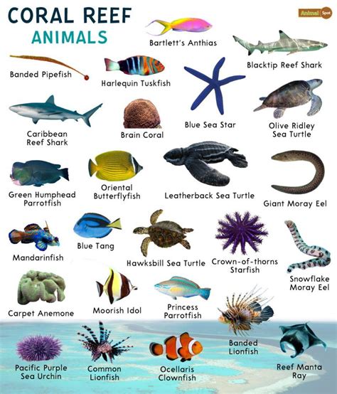 What Sea Animals Live In The Gulf Of Mexico At Ronald Stinson Blog What Sea Animals Live In The Gulf Of Mexico At Ronald Stinson Blog